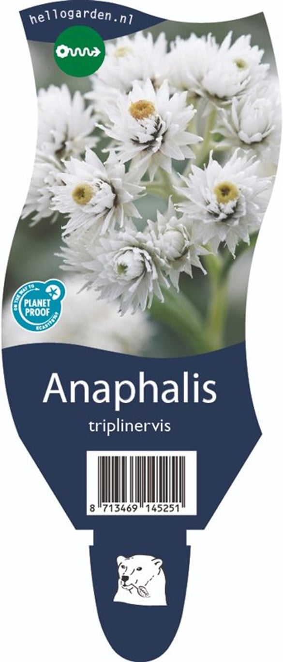 Anaphalis triplinervis - P11